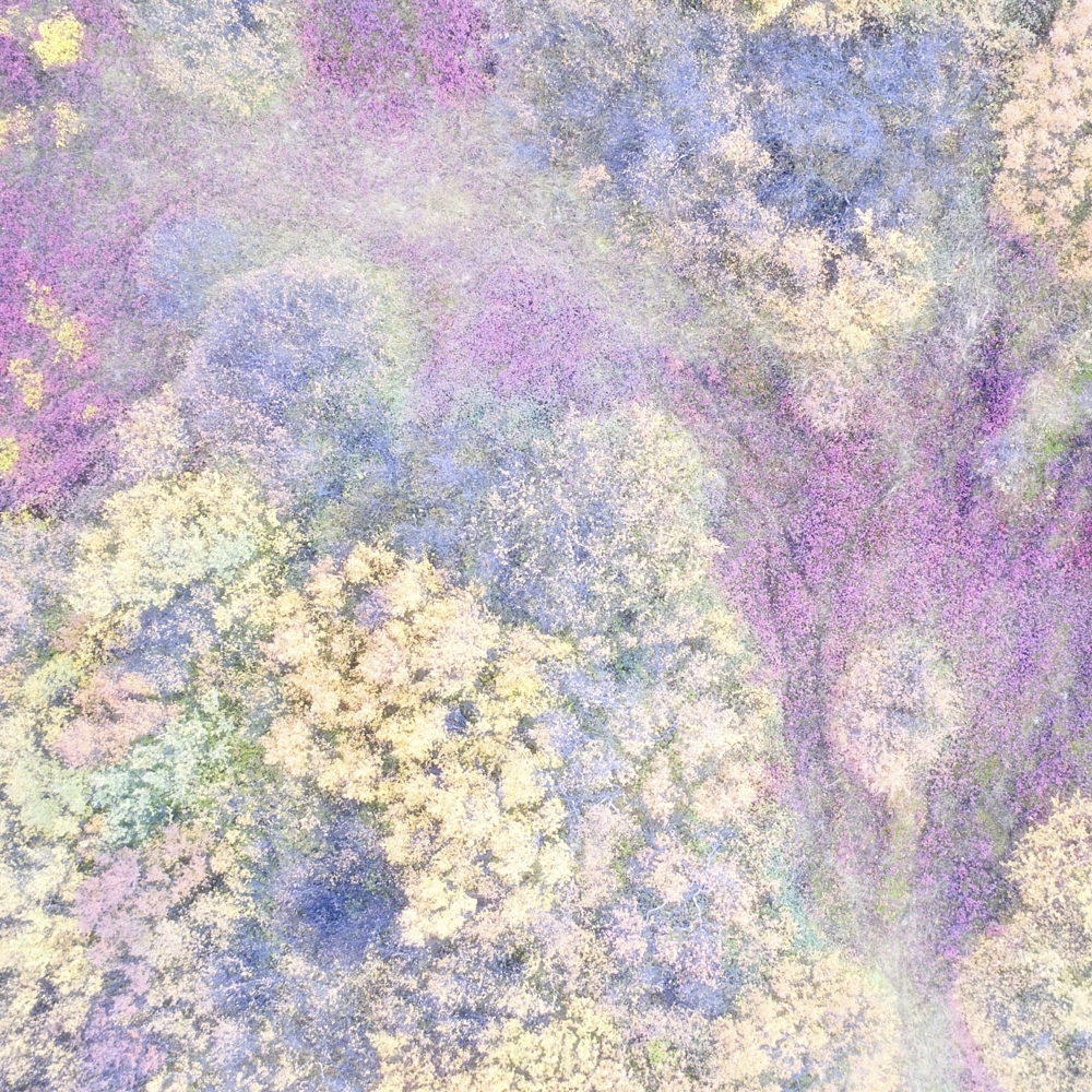 Color of the Forest
