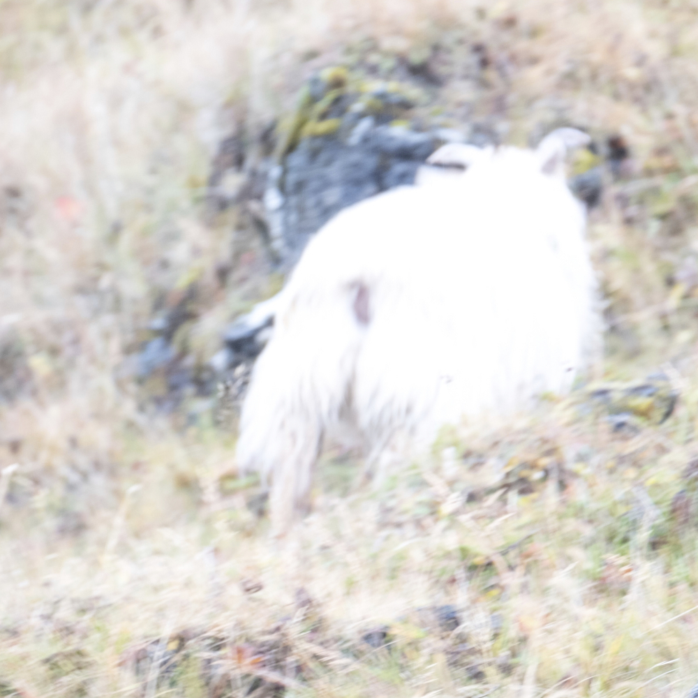Stray Sheep