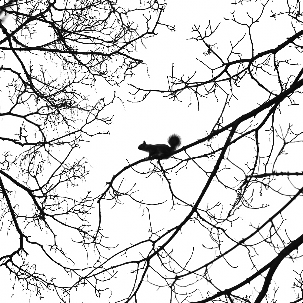 Squirrel